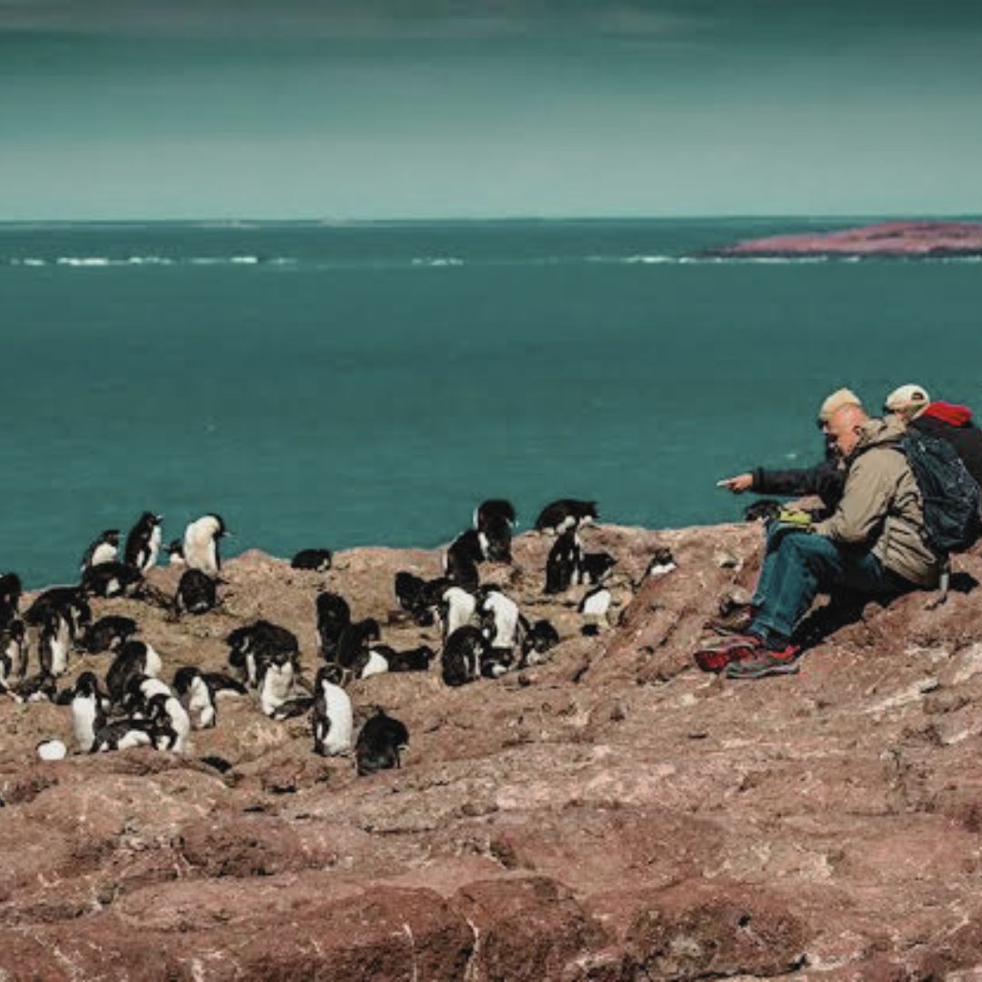Navegación Isla Pingüino