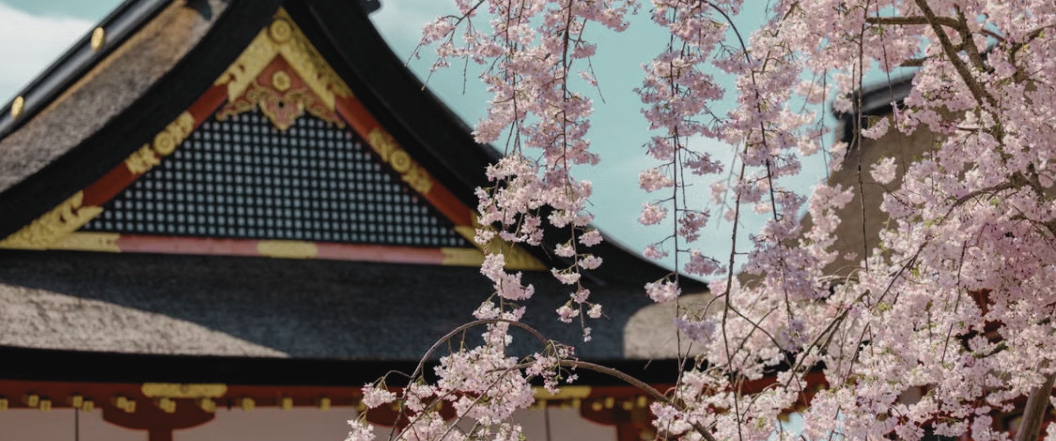 Japón: floración de cerezos