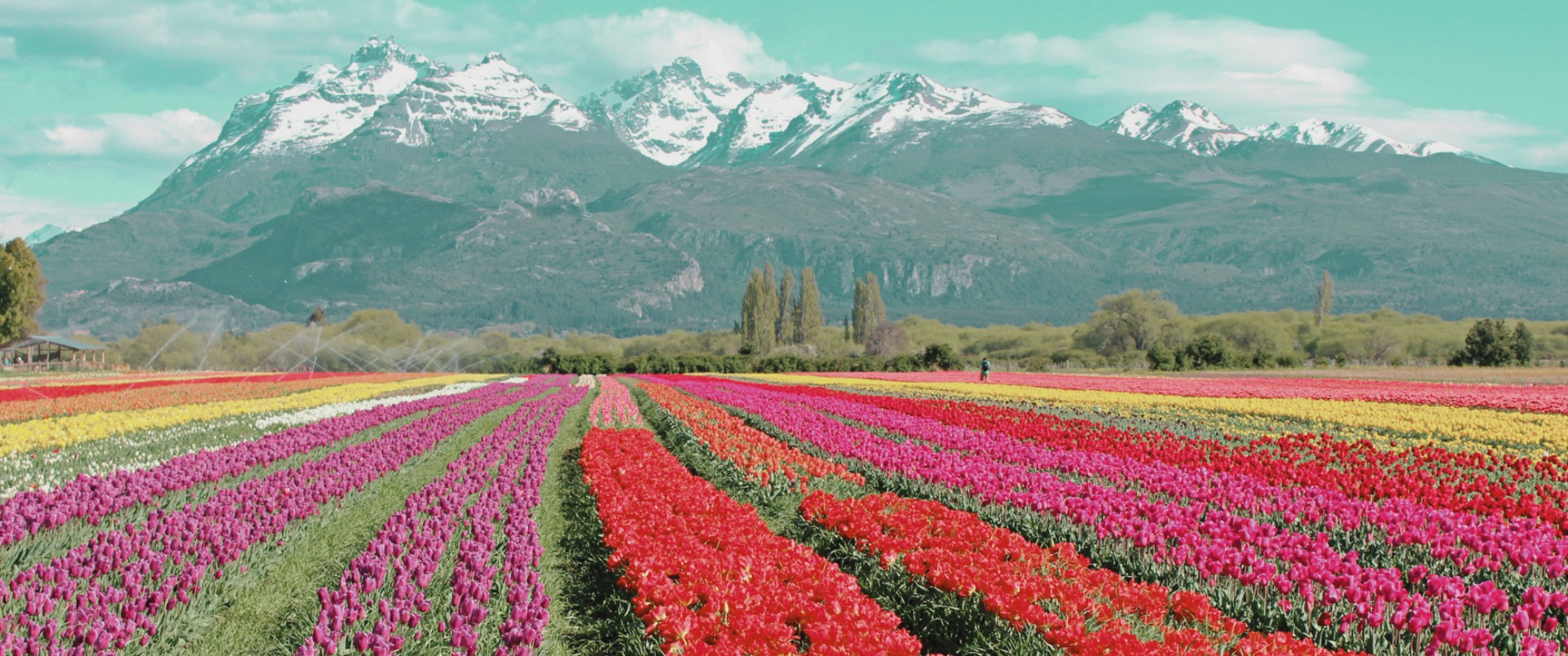 Tulipanes y ballenas | Esquel y Puerto Madryn
