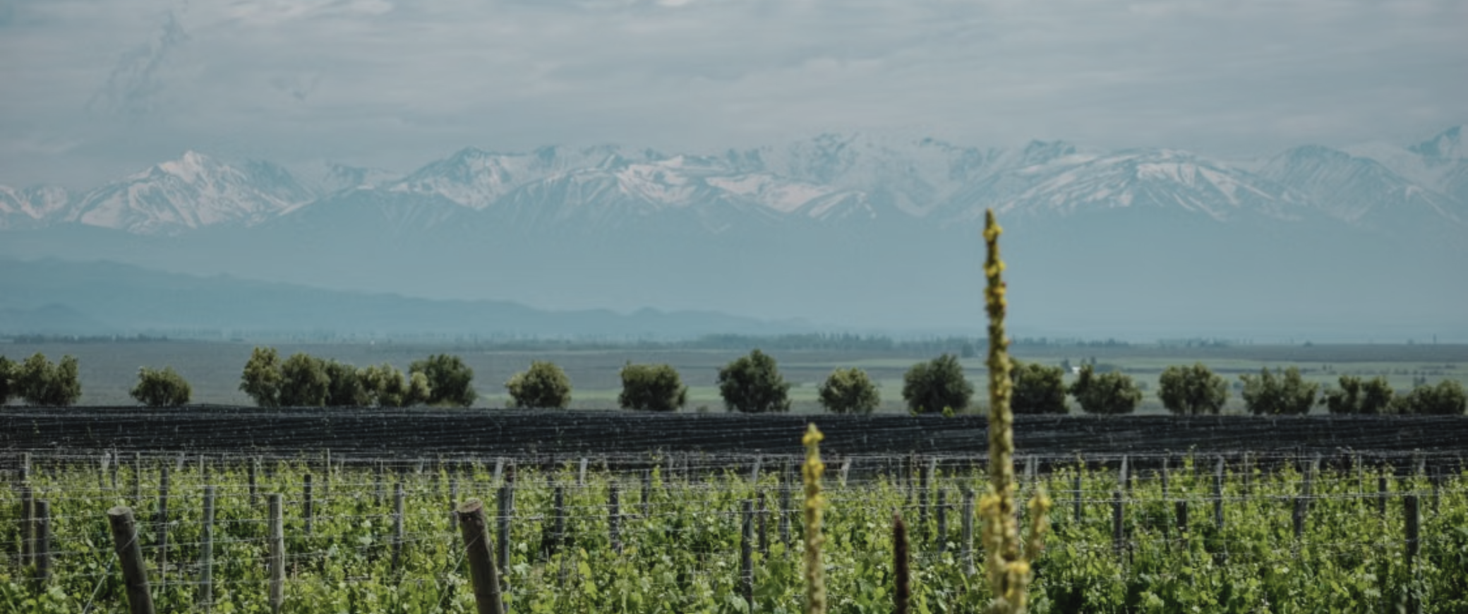 Mendoza con almuerzo en bodega