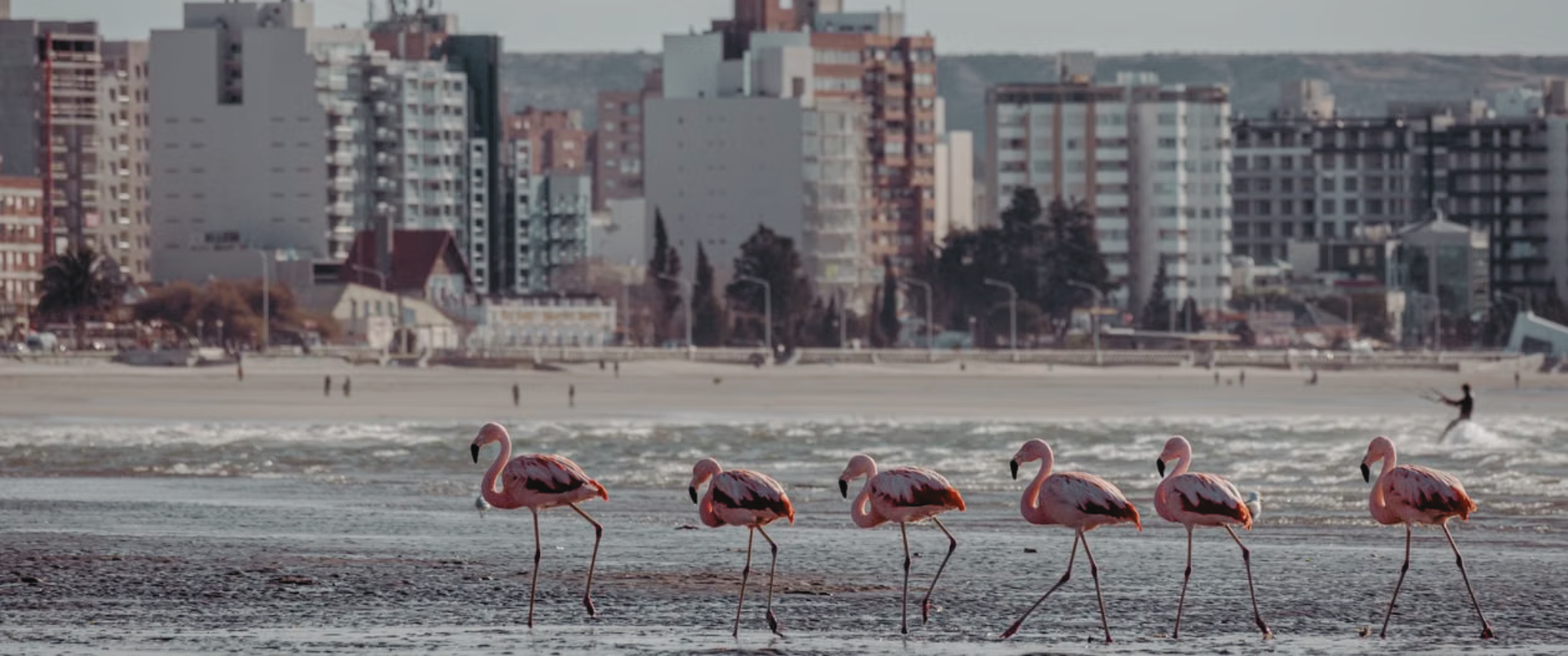 Playas Patagónicas: Puerto Madryn